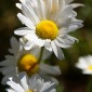 CO_Steamboat_Daisies