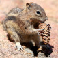 CO_RMNP_Chipmunk