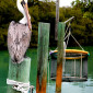 FL_Pelican