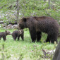 WY_Bears